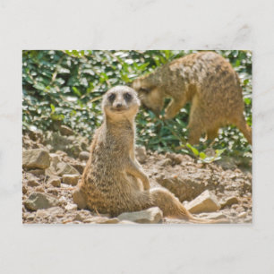Meerkat Postcard