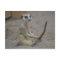 Meerkat