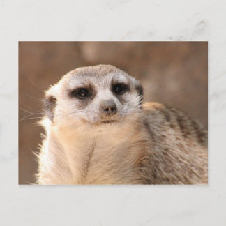 Meerkat Postcard