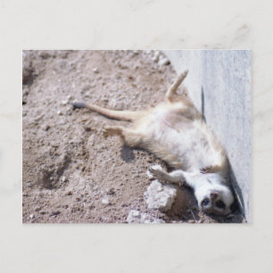 Meerkat Postcard (004)