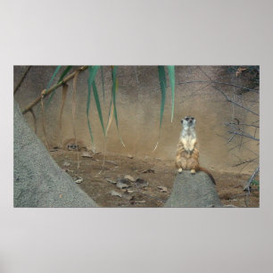 Meerkat Poster