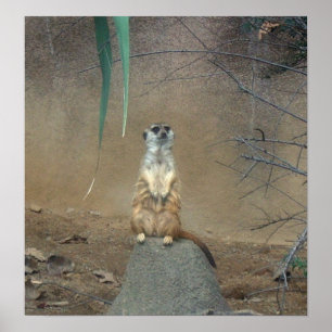 Meerkat Poster