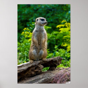 Meerkat Poster