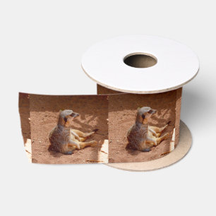 Meerkat Sitting Photography, Satin Ribbon