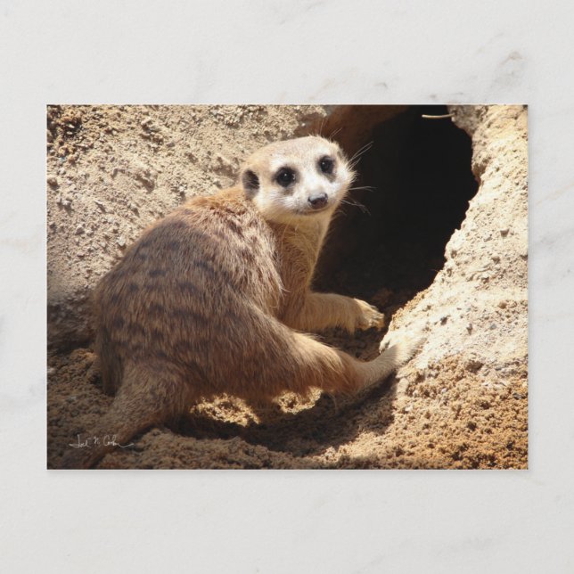 Meerkat smile postcard (Front)