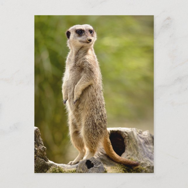 Meerkat standing on stump tree postcard (Front)