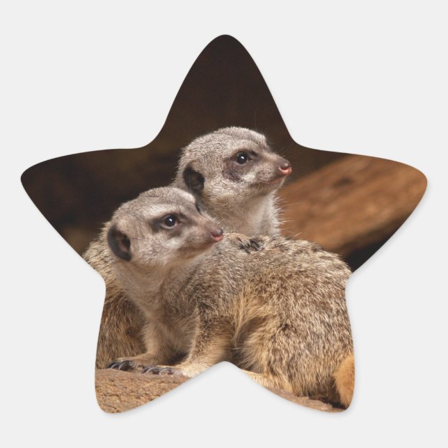Meerkat Star Sticker (Front)