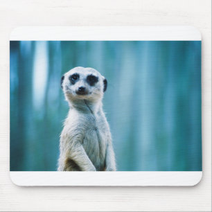 Meerkat Staredown Mouse Pad
