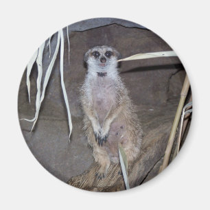 Meerkat Staring Magnet