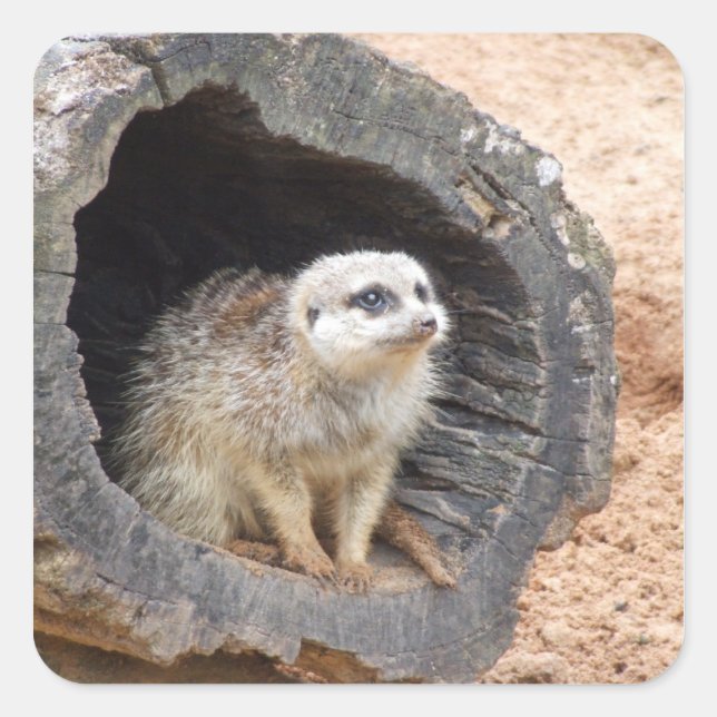 Meerkat sticker - square (Front)