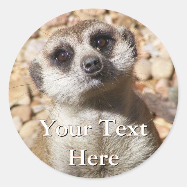 Meerkat Stickers (Front)