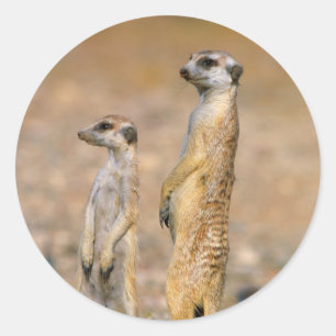Meerkat (Suricata Suricatta) Sentinels, Karas Classic Round Sticker