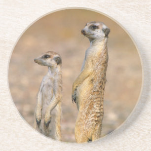 Meerkat (Suricata Suricatta) Sentinels, Karas Coaster
