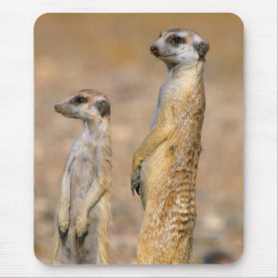 Meerkat (Suricata Suricatta) Sentinels, Karas Mouse Pad