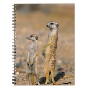 Meerkat (Suricata Suricatta) Sentinels, Karas Notebook