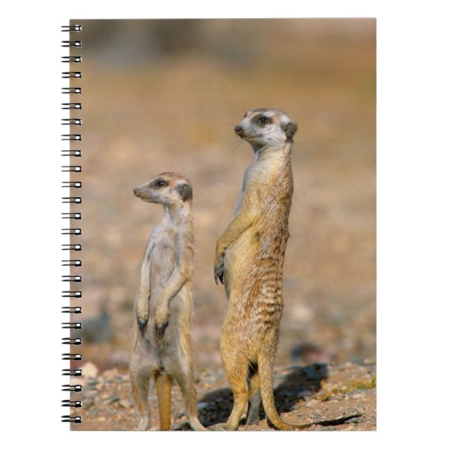 Meerkat (Suricata Suricatta) Sentinels, Karas Notebook (Front)