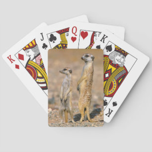 Meerkat (Suricata Suricatta) Sentinels, Karas Playing Cards