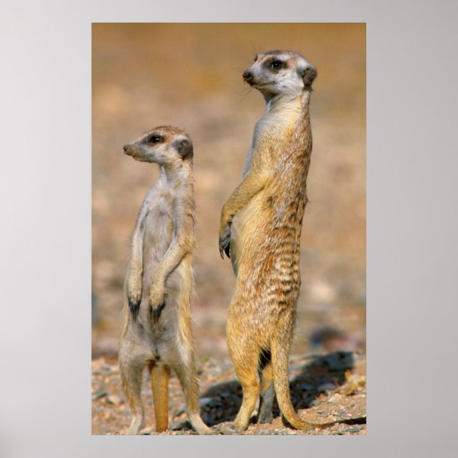 Meerkat (Suricata Suricatta) Sentinels, Karas Poster (Front)