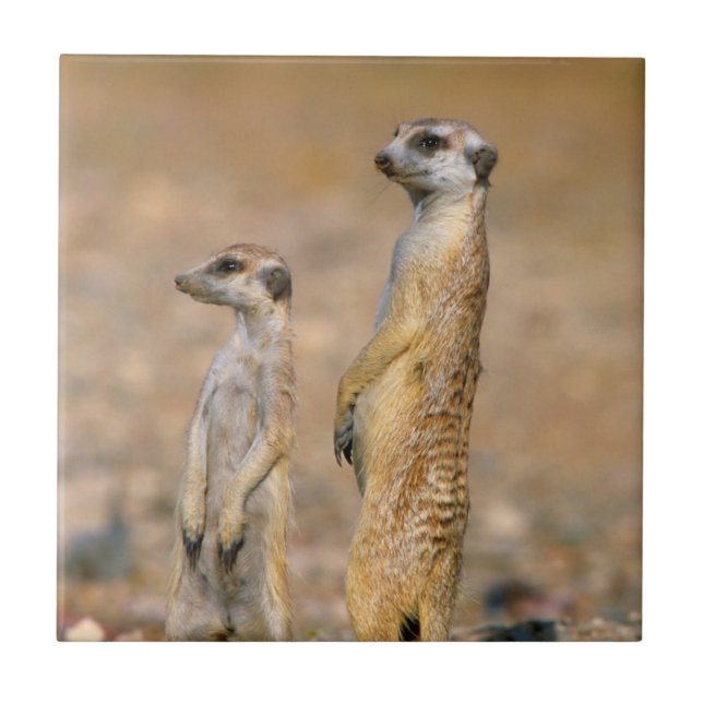 Meerkat (Suricata Suricatta) Sentinels, Karas Tile (Front)