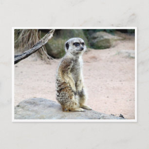 meerkat suricate postcard