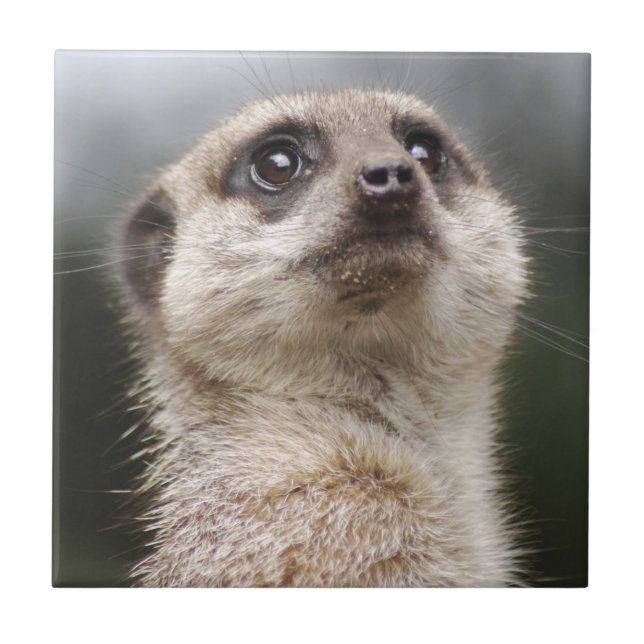 Meerkat Tile (Front)