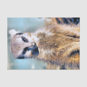 MEERKAT TISSUE PAPER