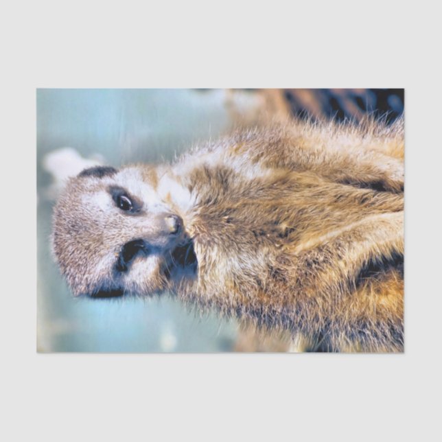 MEERKAT TISSUE PAPER (Front)