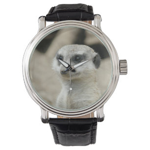 Meerkat Watch