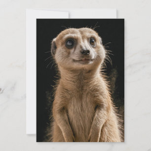 Meerkat Wild Animal Elegant Dramatic Mist Portrait Announcement