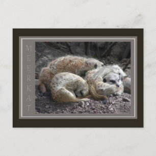 Meerkat Wildlife Postcard