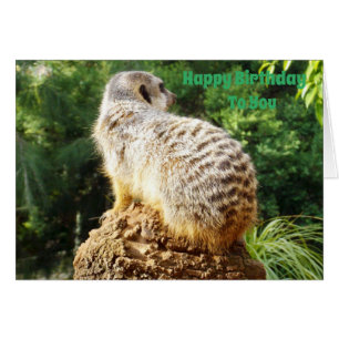 Meerkat With A High View Birthday Wishes,