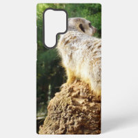 Meerkat With High Views,