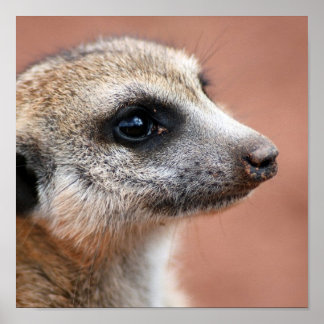 Meerkate Poster Print
