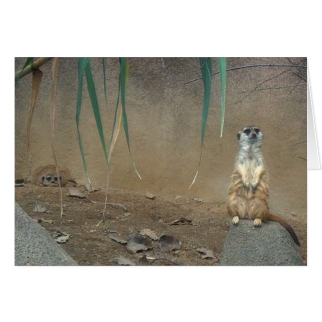 Meerkats (Front Horizontal)