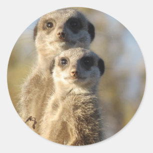 Meerkats Classic Round Sticker