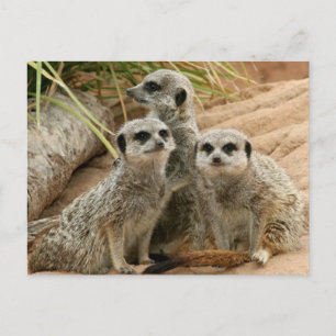 Meerkats on the lookout postcard