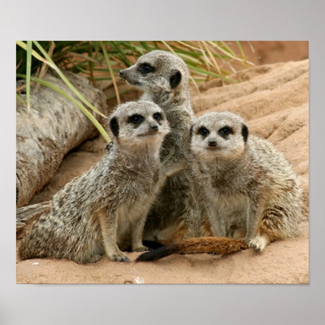 Meerkats on the lookout poster (Front)