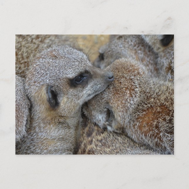 Meerkats Postcard (Front)
