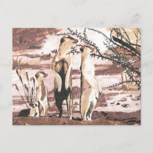 Meerkats Postcard