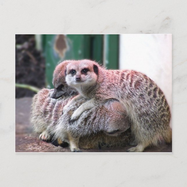 Meerkats Postcard (Front)
