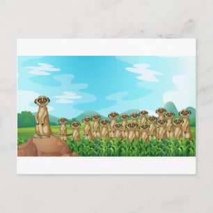 Meerkats Postcard