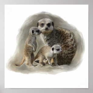 meerkats poster