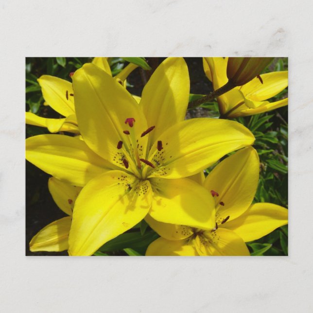 Meerkerk Gardens Postcard (Front)