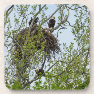 Meet The Eagle Family Coaster
