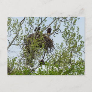Meet The Eagle Family Postcard