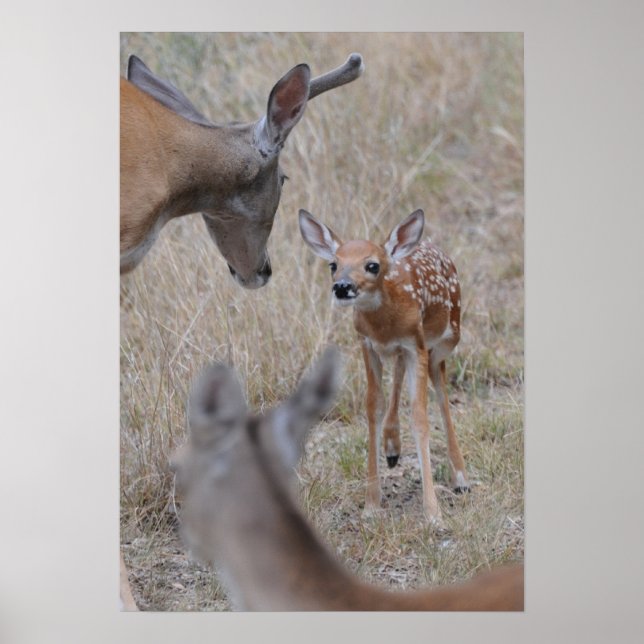 Meet The New Baby Poster (Front)