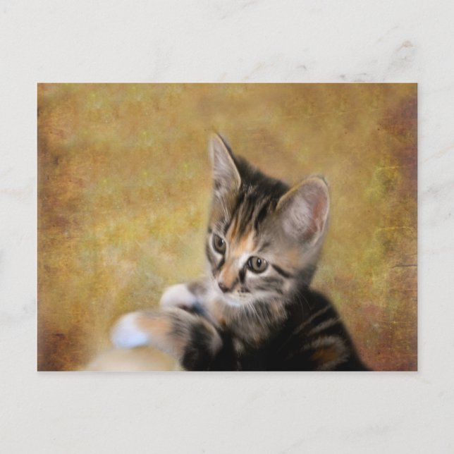 Meet Tiger Postcard (Front)