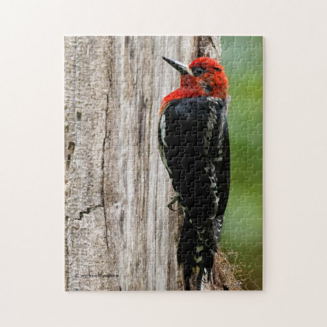 Meeting a Red-Breasted Sapsucker Jigsaw Puzzle (Vertical)