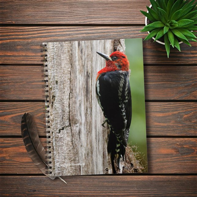 Meeting a Red-Breasted Sapsucker Spiral Notebook (Red-Breasted Sapsucker in the Forest Journal Cover Photo)