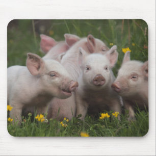 Meeting of the Three Little Pigs Mouse Pad
